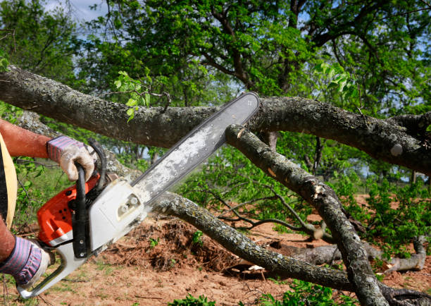 Best Emergency Tree Service  in Chleston, AR